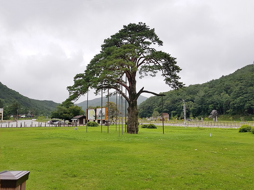 속리산 가는 길의 정이품송 — 보은 검정고시 과외