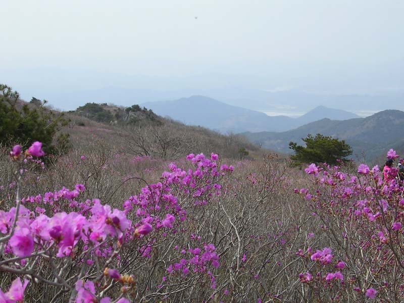 대구 달성군 비슬산 진달래 군락 — 달성 검정고시 과외