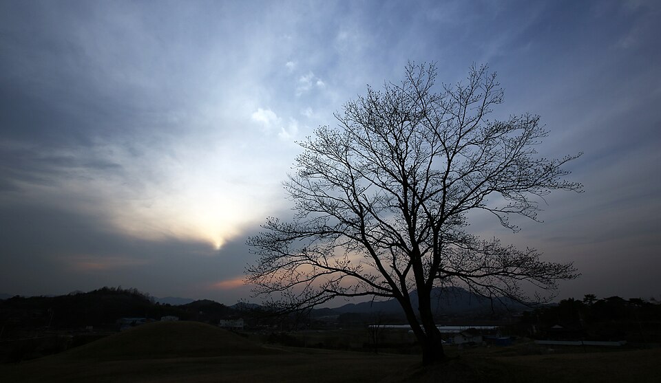 해 질 녘 함안군의 들판과 나무 — 경남 함안 검정고시 과외